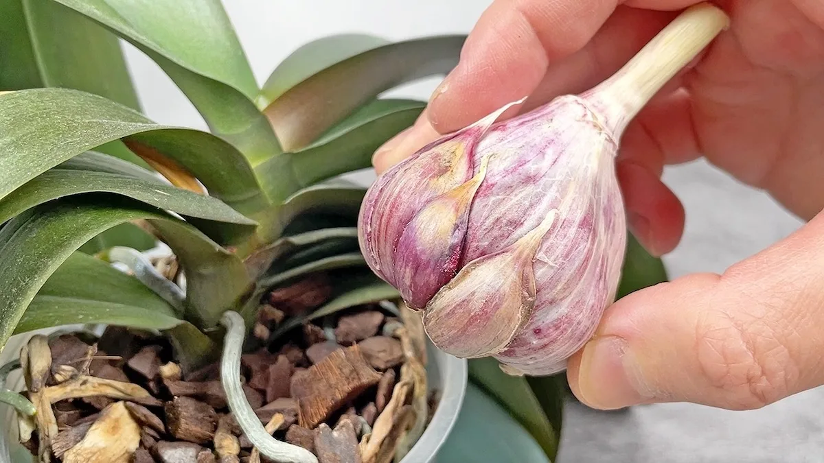 Garlic water for orchids (simple homemade care)